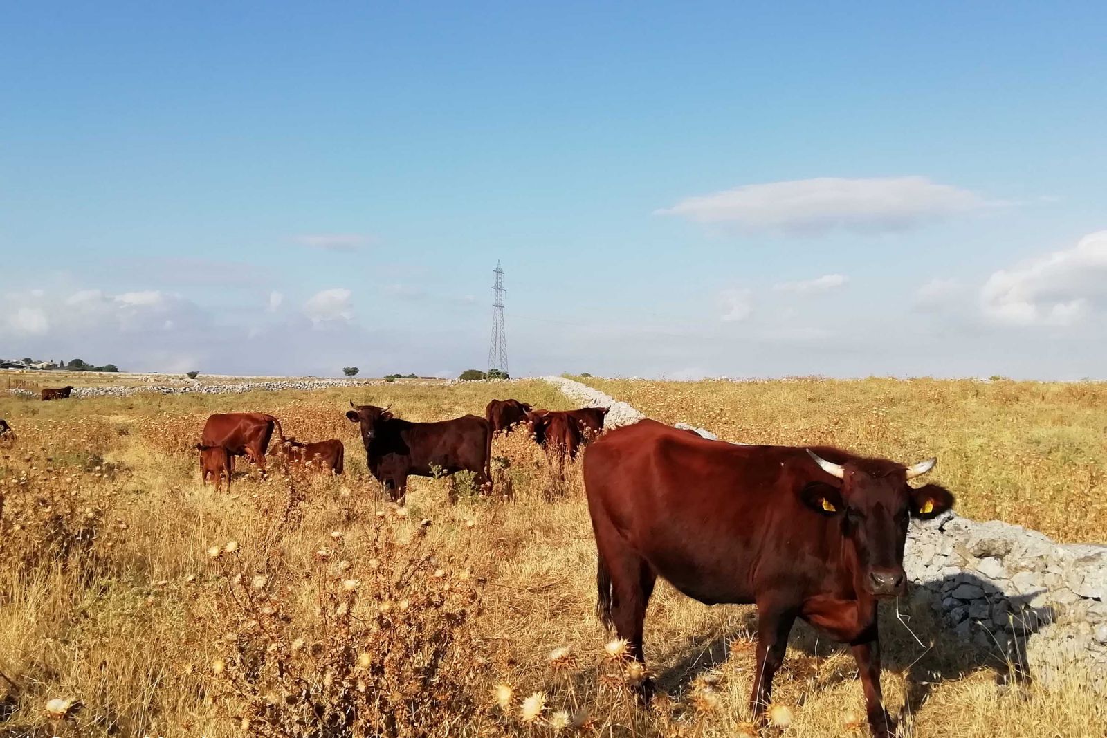 Vacche di razza Modicana in estate (foto Ruggero Menci)