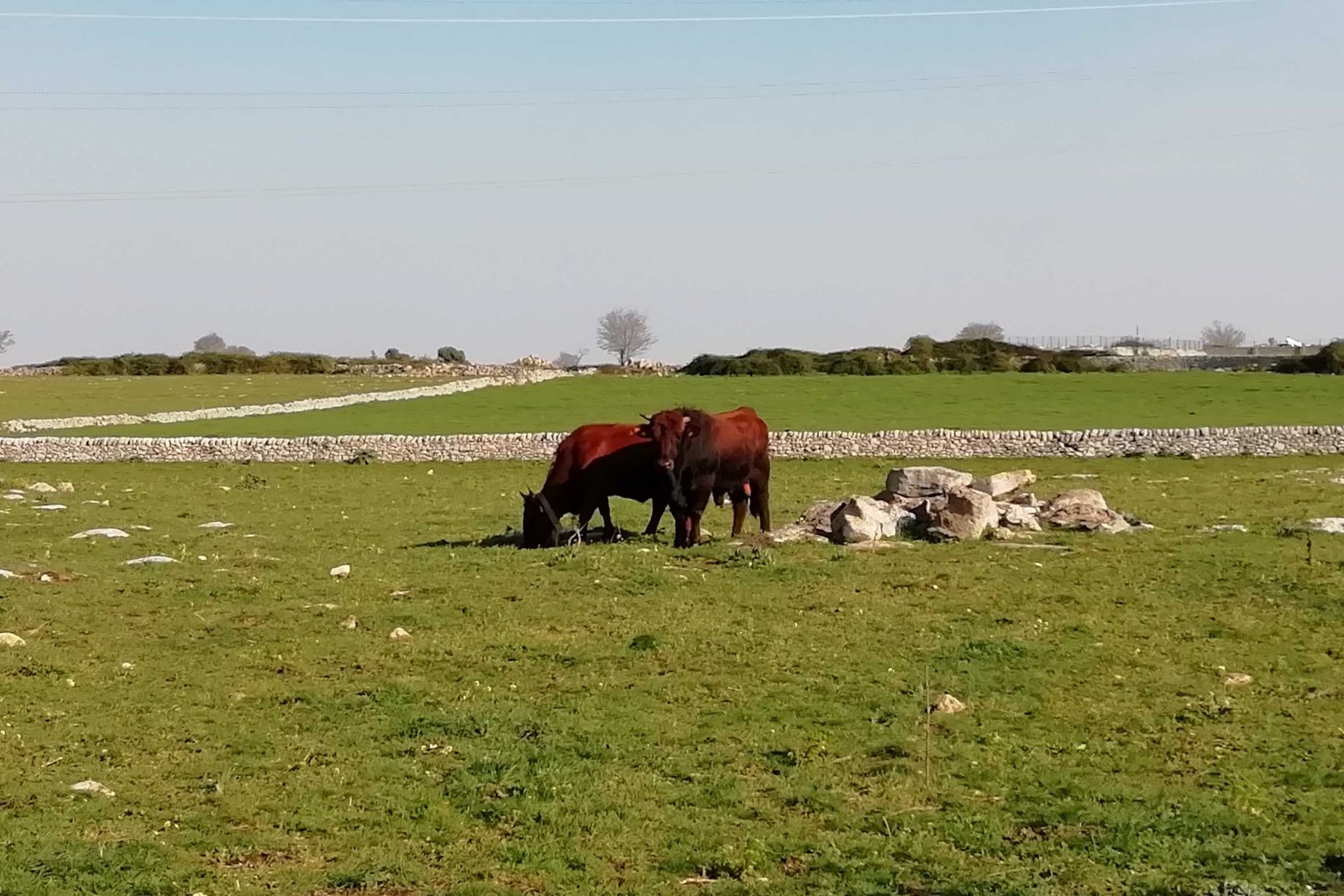 Vacche di razza Modicana in primavera (foto Ruggero Menci)