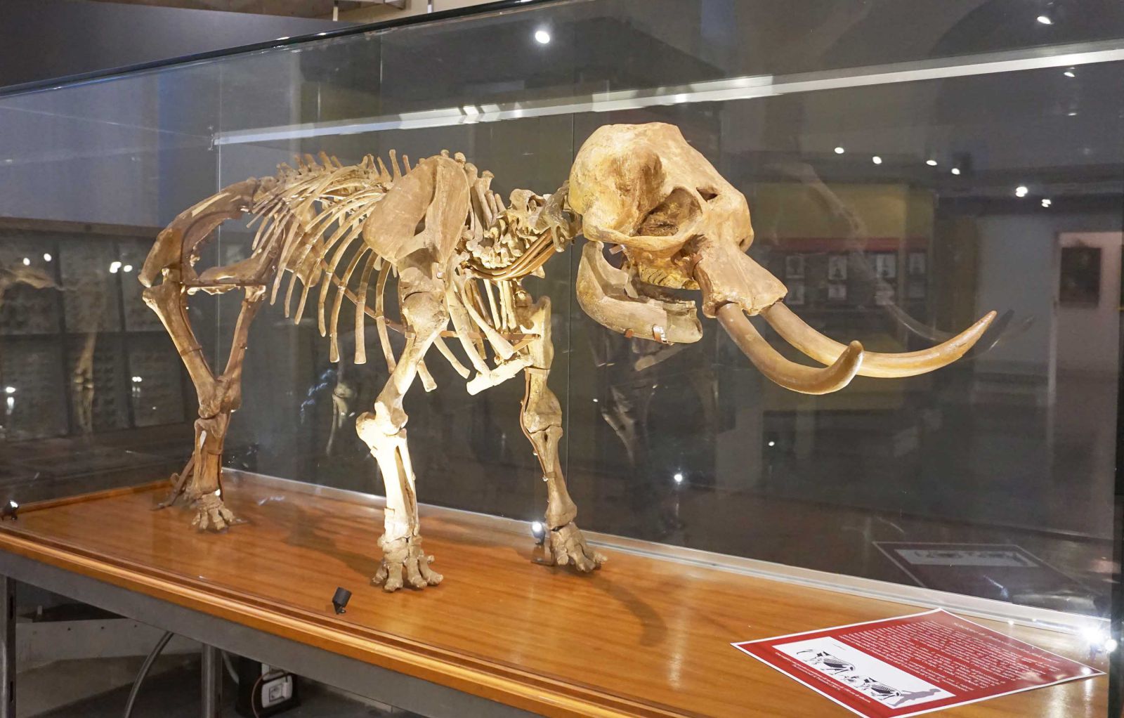 lo scheletro dell’esemplare Paleoloxodon falconeri esposto al Palazzo centrale dell’Università di Catania