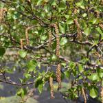 Betula aetnensis