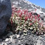 Rumex aetnensis