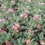 Astragalus siculus