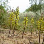 Leopoldia gussonei_Poggio Arena (Gela)