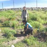 un momento delle azioni di monitoraggio e piantumazione di ginepro coccolone nell’area protetta