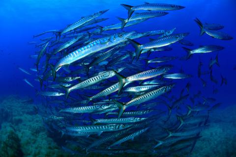 Un banco di Barracuda (Sphyraena viridensis) - foto di Santo Tirnetta