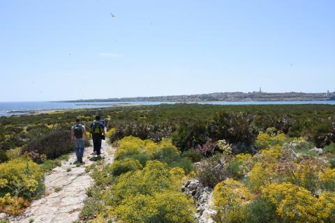 alcune specie vegetali presenti sull’Isola di Capo Passero