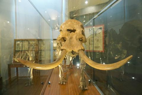 Lo scheletro di elefante nano esposto al Museo dei Saperi e delle Mirabilia al Palazzo centrale