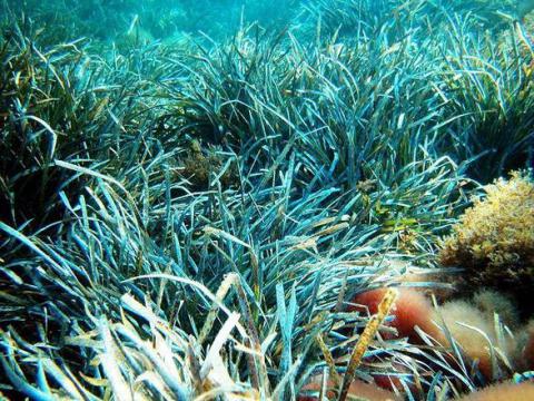 Posidonia oceanica (foto Ansa)