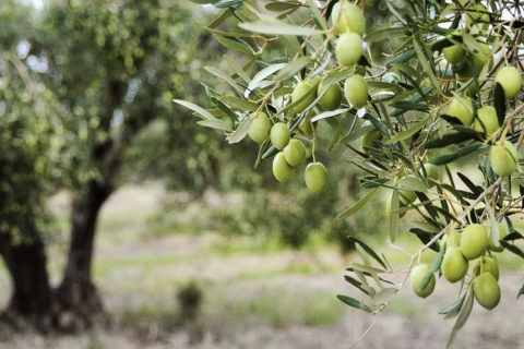 Pianta di Olivo - progetto Prometeo