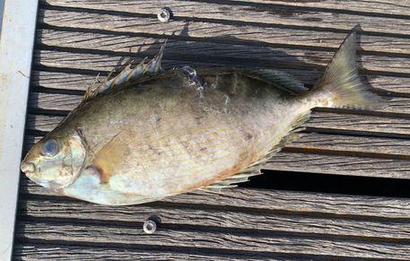 Pesce coniglio (foto Carmelo Isgrò)