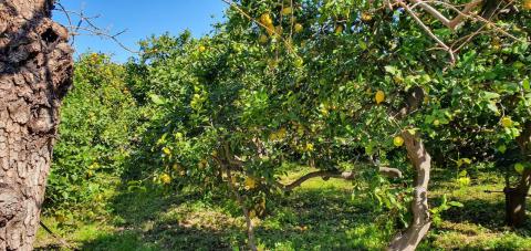 varietà di limone sequenziata