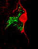 Un neurone dopaminergico (rosso) dialoga con una cellula staminale neurale (verde)